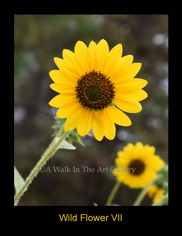 Wild Flower VII